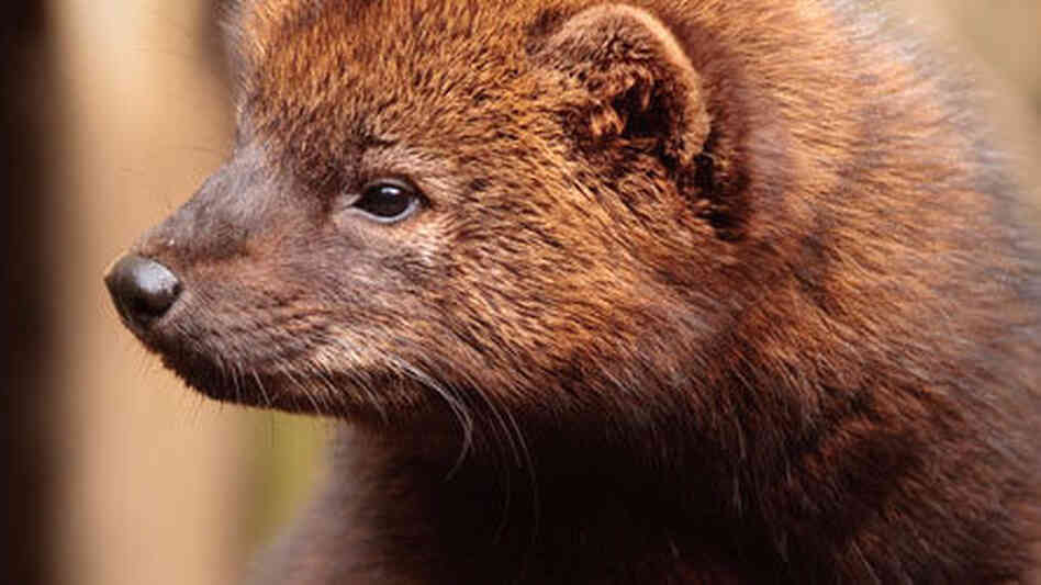 A fisher. It now has another challenge.
