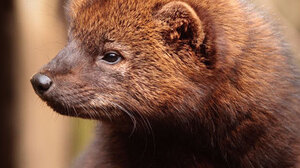 A fisher. It now has another challenge. A fisher. It now has another challenge.