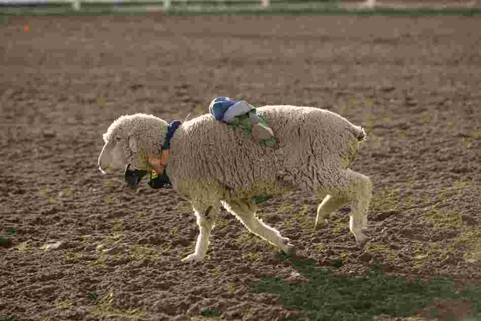 Mutton busting, Vale, Ore.