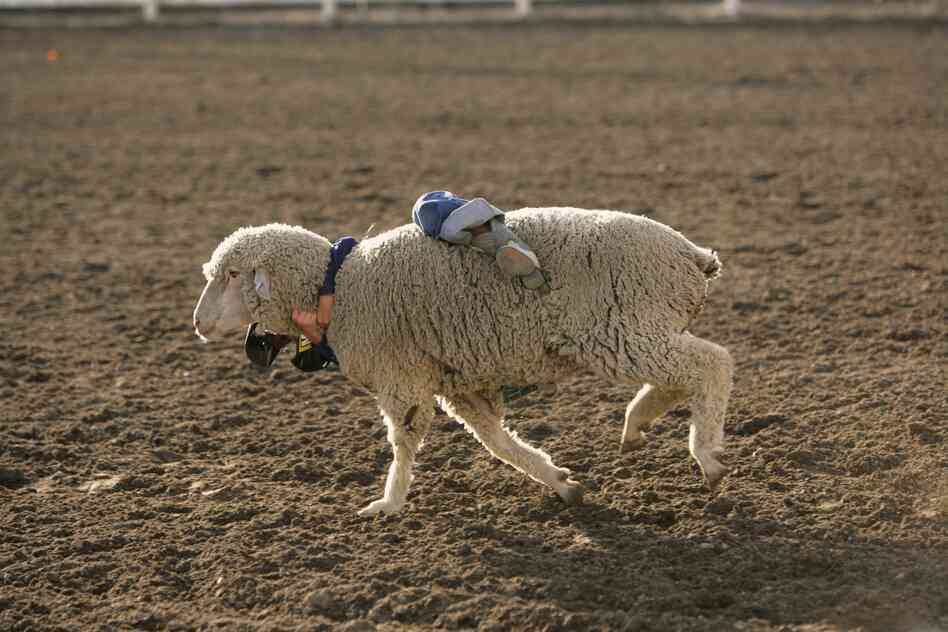 Mutton busting, Vale, Ore.