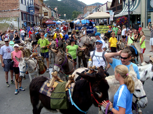 New pack burro racers in Idaho Springs, Colo., compete in this shorter course as they try their hand at the sport. New pack burro racers in Idaho Springs, Colo., compete in this shorter course as they try their hand at the sport.