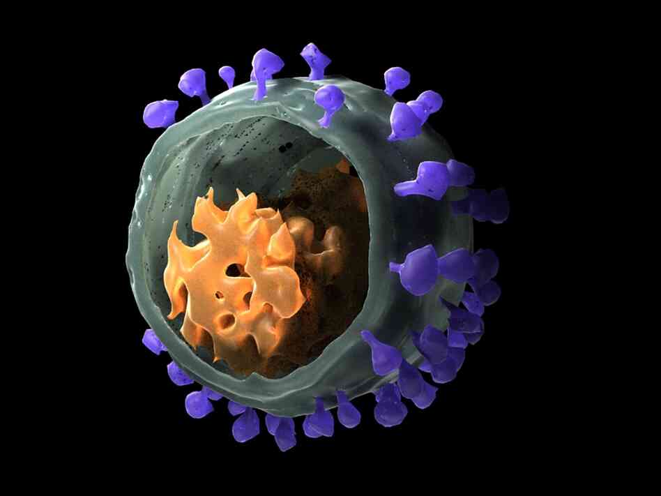 HIV is thought to originate from simian immunodeficiency virus, also known as the African Green Monkey virus. As for HIV, the genes of SIV are encased in a shell with spikes that help it invade a cell. This 3-D model was obtained by cryo-electron tomography.