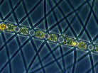 This algae, called Chaetoceros atlanticus, can bloom in the ocean when iron is added to the water. It captures carbon dioxide from the atmosphere and carries the carbon down underwater when it sinks. This algae, called Chaetoceros atlanticus, can bloom in the ocean when iron is added to the water. It captures carbon dioxide from the atmosphere and carries the carbon down underwater when it sinks.