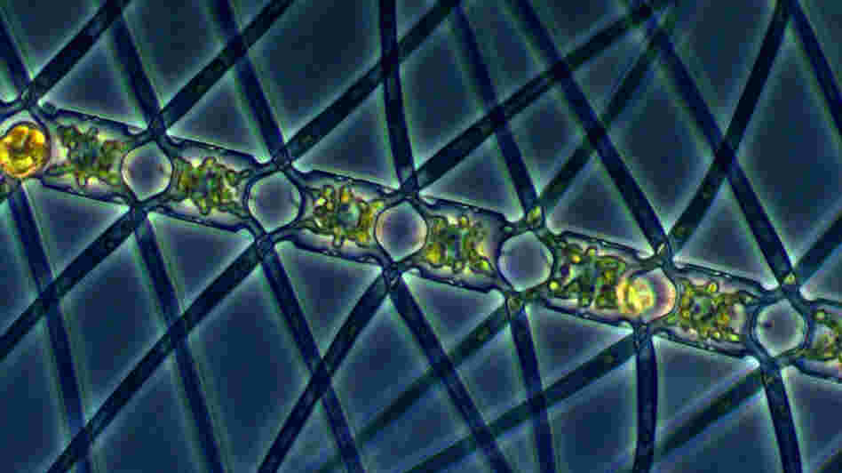 This algae, called Chaetoceros atlanticus, can bloom in the ocean when iron is added to the water. It captures carbon dioxide from the atmosphere and carries the carbon down underwater when it sinks. This algae, called Chaetoceros atlanticus, can bloom in the ocean when iron is added to the water. It captures carbon dioxide from the atmosphere and carries the carbon down underwater when it sinks.