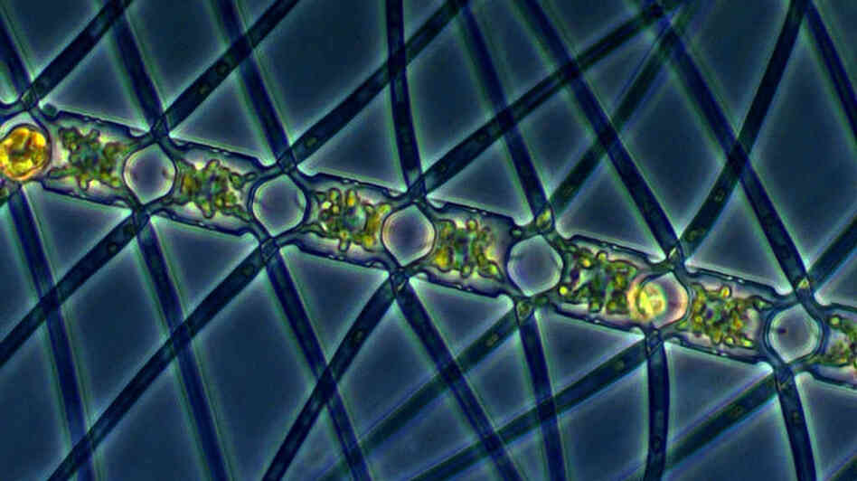 This algae, called Chaetoceros atlanticus, can bloom in the ocean when iron is added to the water. It captures carbon dioxide from the atmosphere and carries the carbon down underwater when it sinks. This algae, called Chaetoceros atlanticus, can bloom in the ocean when iron is added to the water. It captures carbon dioxide from the atmosphere and carries the carbon down underwater when it sinks.