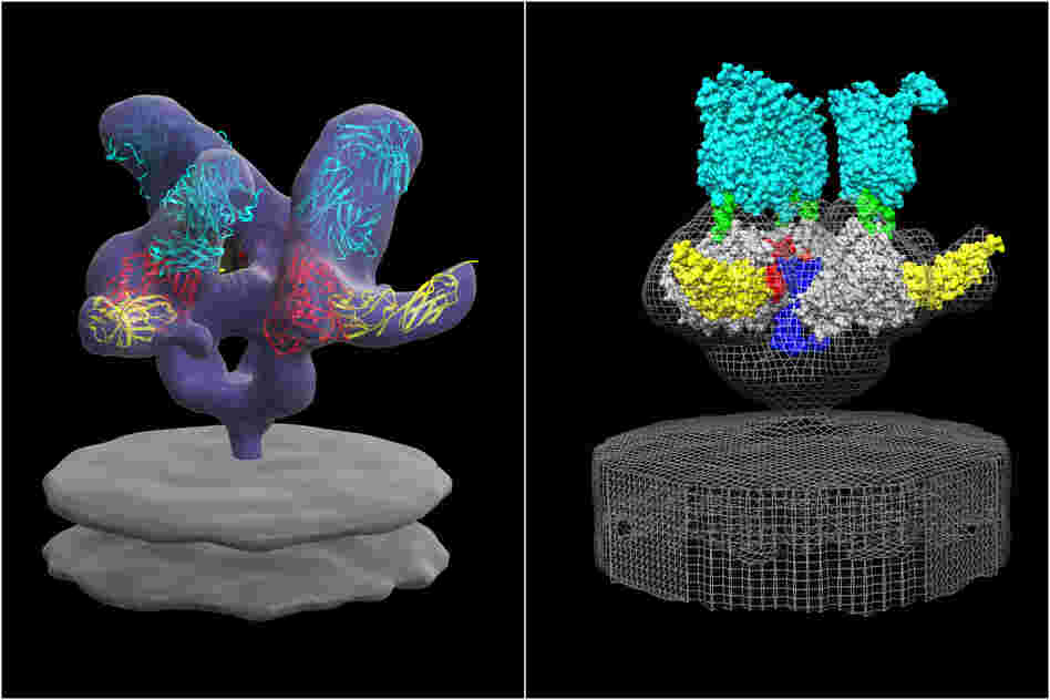 On the left, one HIV spike seen on the virus' surface. When it bumps into a T cell, a finger-like projection on the cell's surface, called CCR5, pushes down on the spike. This interaction pops open the HIV and releases the infectious genes into the cell. A gene therapy could protect T cells by inactivating the CCR5 gene.