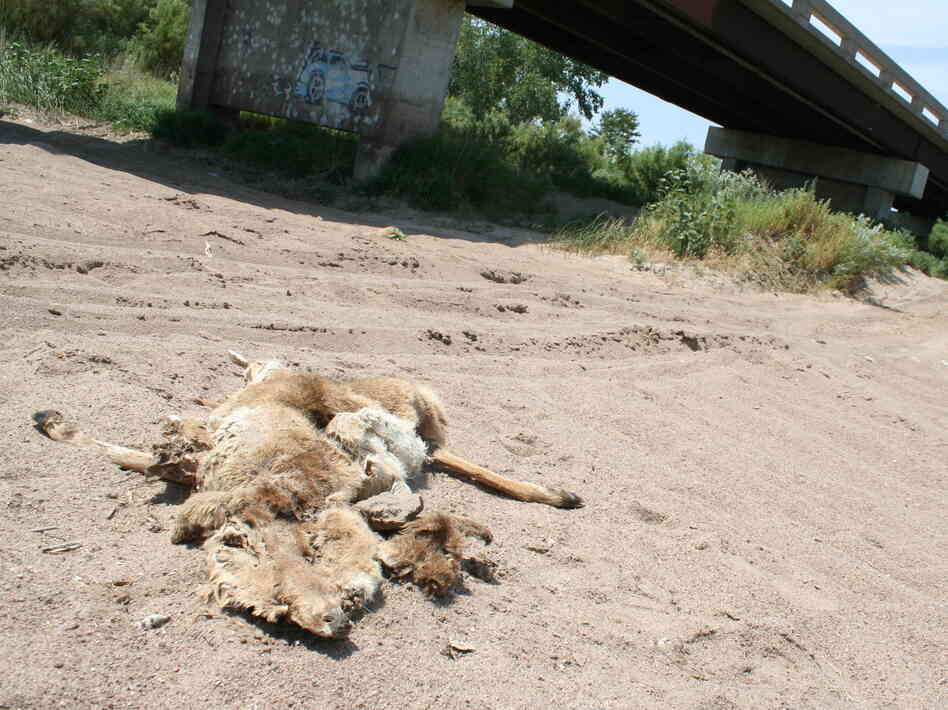 A deer carcass lies on the dried riverbed of the Arkansas River in Lakin, Kan.