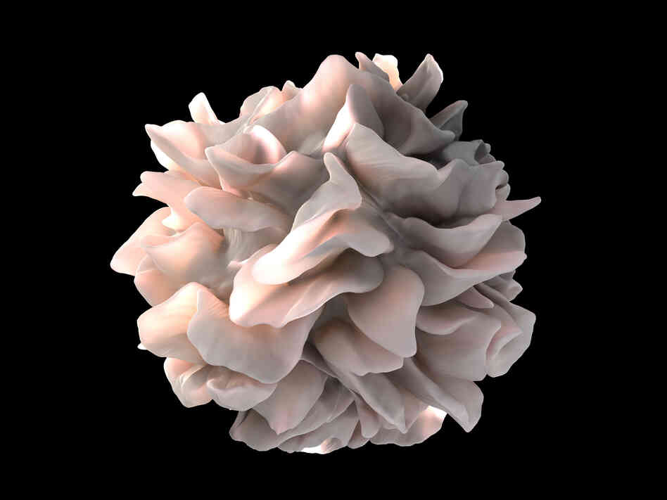 An artistic rendering of an immune cell, illustrating the petal-like sheets on its surface.