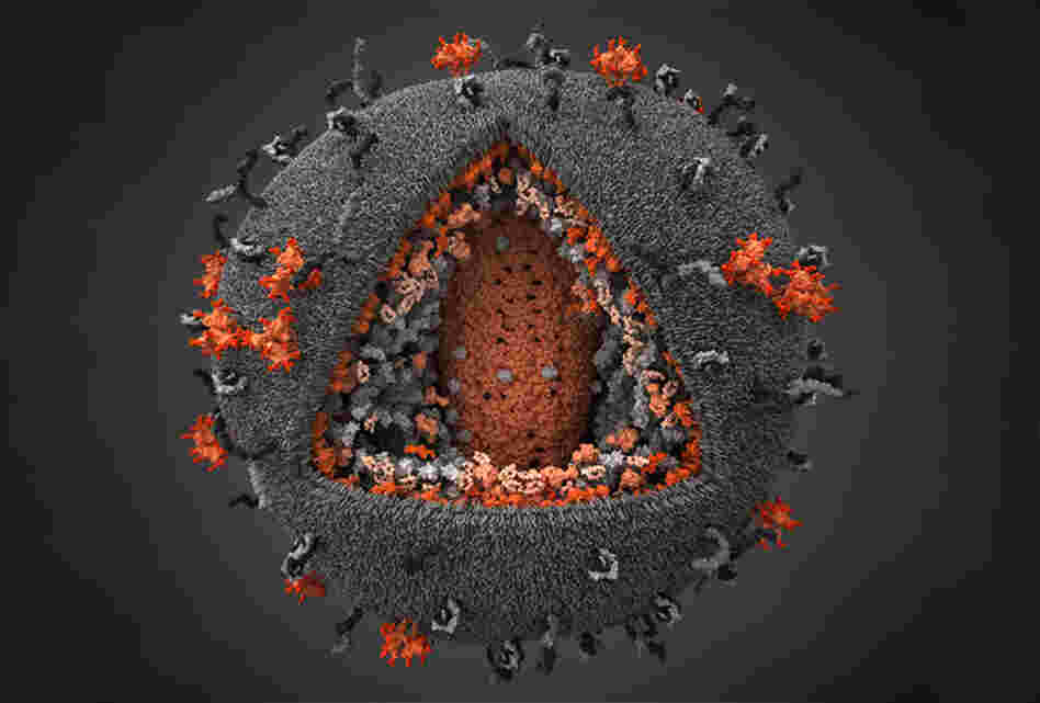 A 3-D model of HIV peeled back to show its layers. HIV's genetic material sits inside a spherical shell (gray matrix) studded with spikes (dark gray and orange). The sphere pops open when a T cell tugs on a spike.