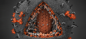 A 3-D model of HIV peeled back to show its layers. HIV's genetic material sits inside a spherical shell (gray matrix) studded with spikes (dark gray and orange). The sphere pops open when a T cell tugs on a spike.