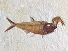 Diplomystus dentatus with Knightia in its mouth. Diplomystus dentatus with Knightia in its mouth.