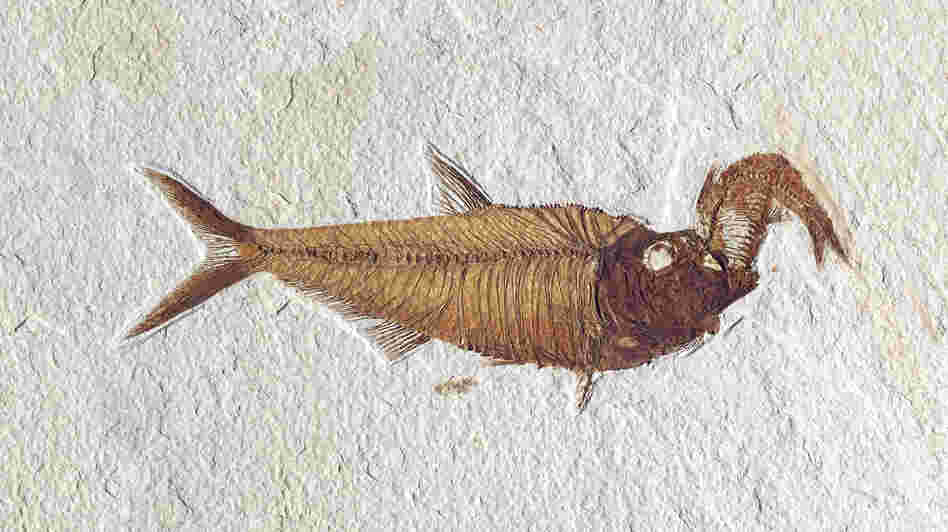 Diplomystus dentatus with Knightia in its mouth.