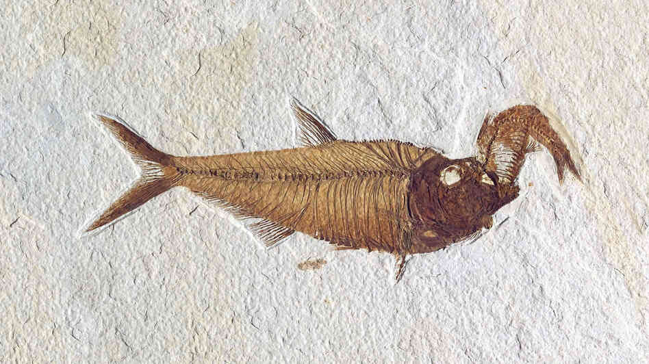 Diplomystus dentatus with Knightia in its mouth.