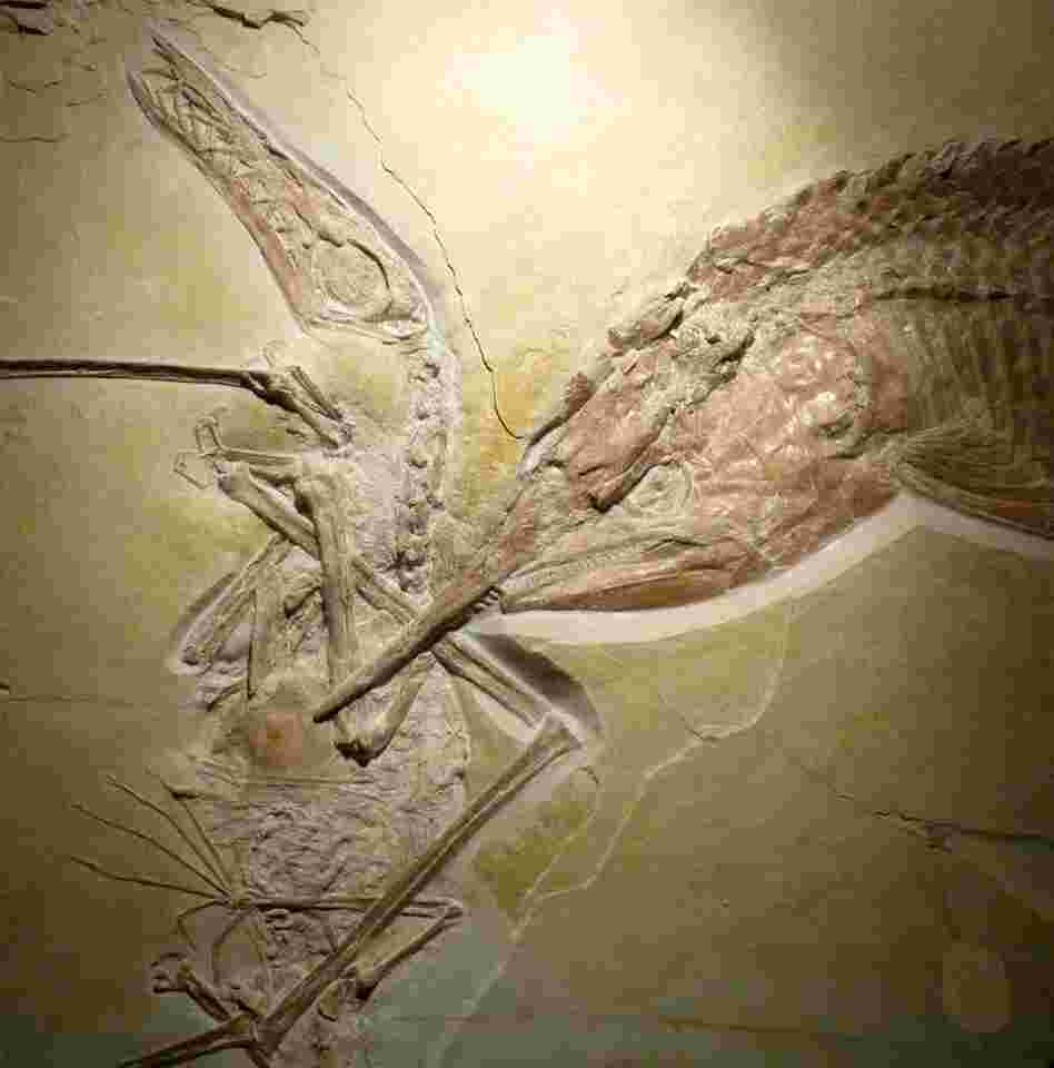 The final meal of a prehistoric armored fish frozen in the fossilized hunting scene.