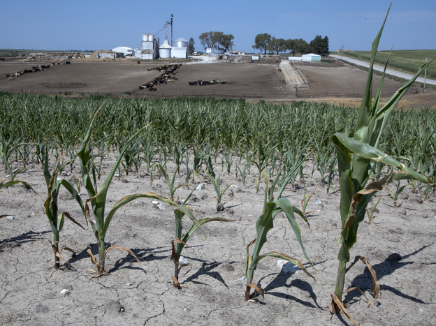 Stunted corn grows in a field next to a cattle feed lot in rural Springfield, Omaha, Neb.