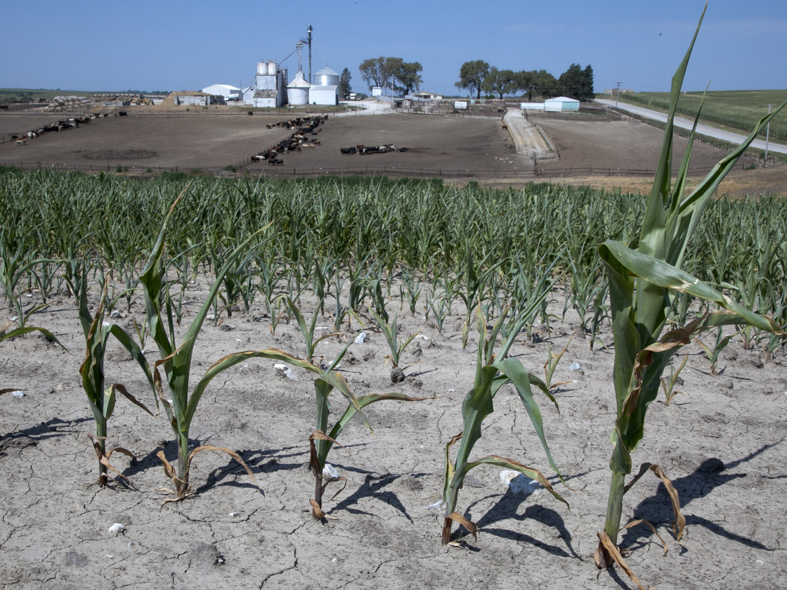 Stunted corn grows in a field next to a cattle feed lot in rural Springfield, Omaha, Neb.