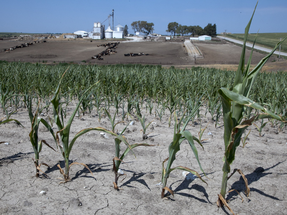 Stunted corn grows in a field next to a cattle feed lot in rural Springfield, Omaha, Neb.