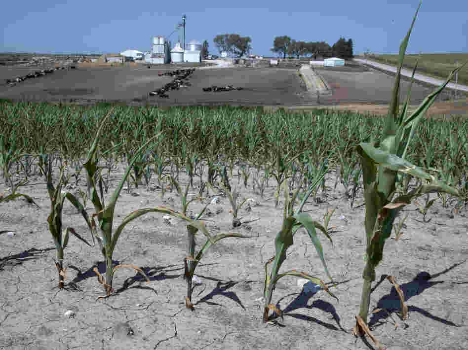 Stunted corn grows in a field next to a cattle feed lot in rural Springfield, Omaha, Neb.