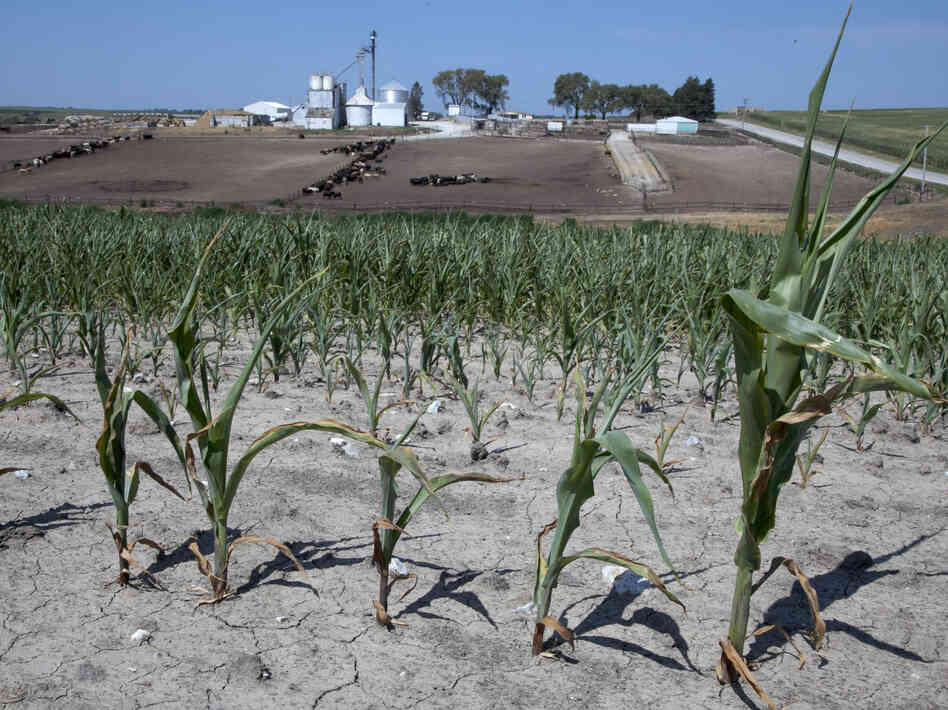Stunted corn grows in a field next to a cattle feed lot in rural Springfield, Omaha, Neb.