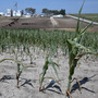 Stunted corn grows in a field next to a cattle feed lot in rural Springfield, Omaha, Neb.