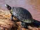 A slider turtle, one of the breeds that escaped from David Driver's Georgia turtle farm. A slider turtle, one of the breeds that escaped from David Driver's Georgia turtle farm.