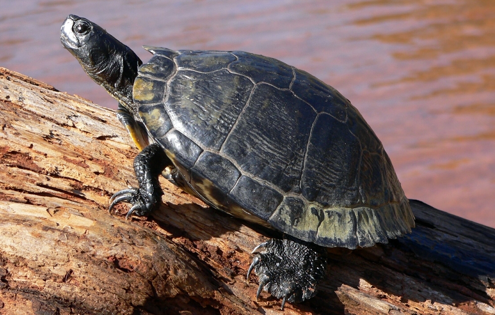 A slider turtle, one of the breeds that escaped from David Driver's Georgia turtle farm.