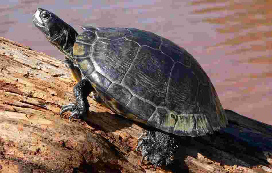 A slider turtle, one of the breeds that escaped from David Driver's Georgia turtle farm.