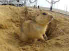 Gopher at the cosmodrome. Gopher at the cosmodrome.
