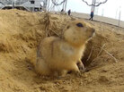 Gopher at the cosmodrome. Gopher at the cosmodrome.