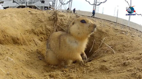 Gopher at the cosmodrome.