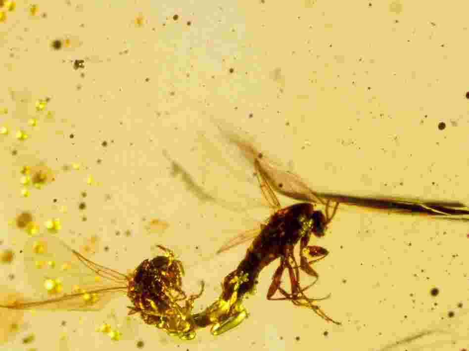 Mating dipteral insects from 125 million years ago, captured in amber. Mating dipteral insects from 125 million years ago, captured in amber.
