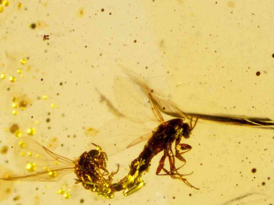 Mating dipteral insects from 125 million years ago, captured in amber. Mating dipteral insects from 125 million years ago, captured in amber.
