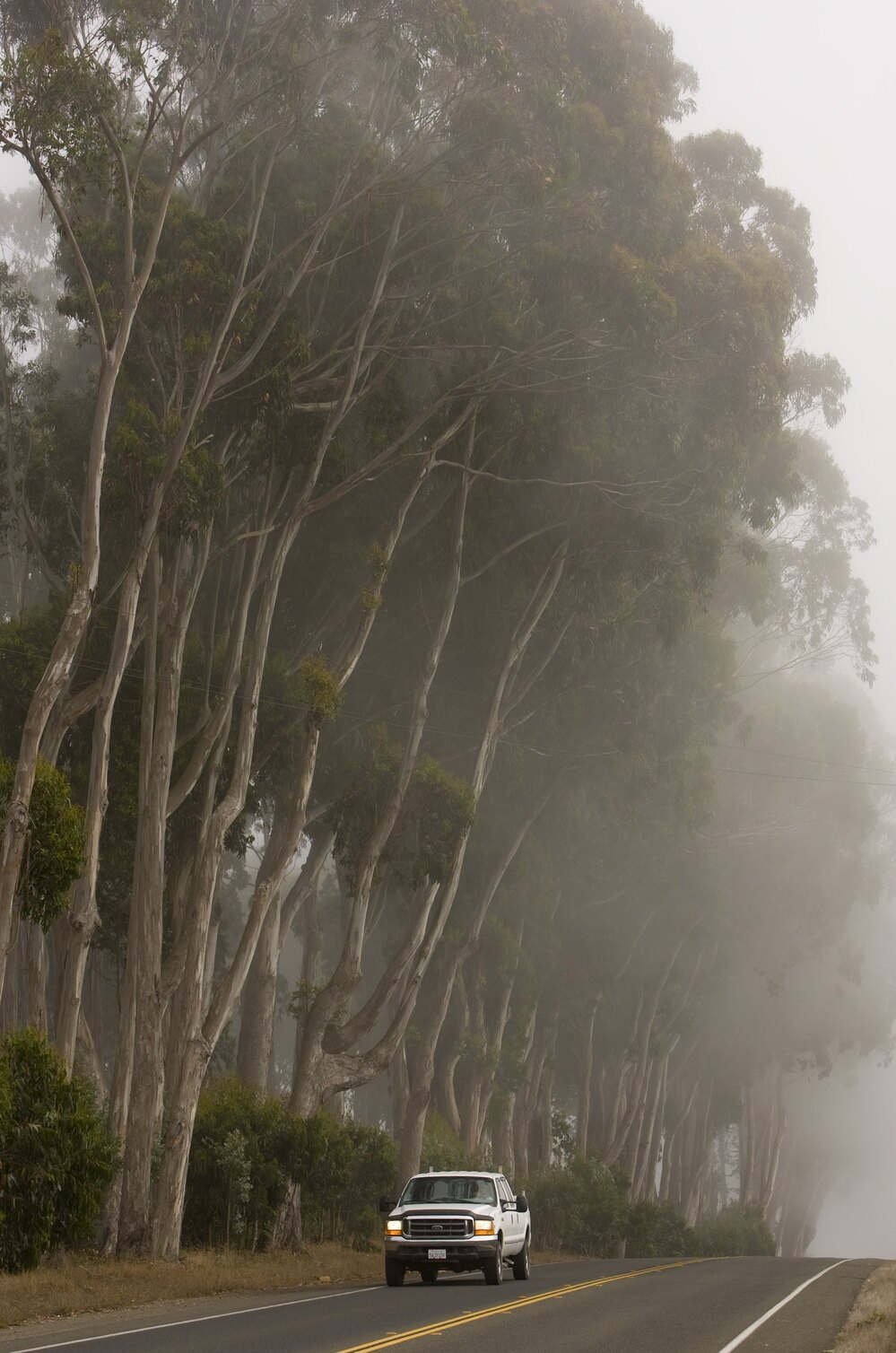 There are millions of killers loose in California, and eucalyptus trees are their victims. Entomologist Timothy Paine has been studying the insects killing California's menthol-scented trees for two decades — and he's noticed a suspicious pattern.