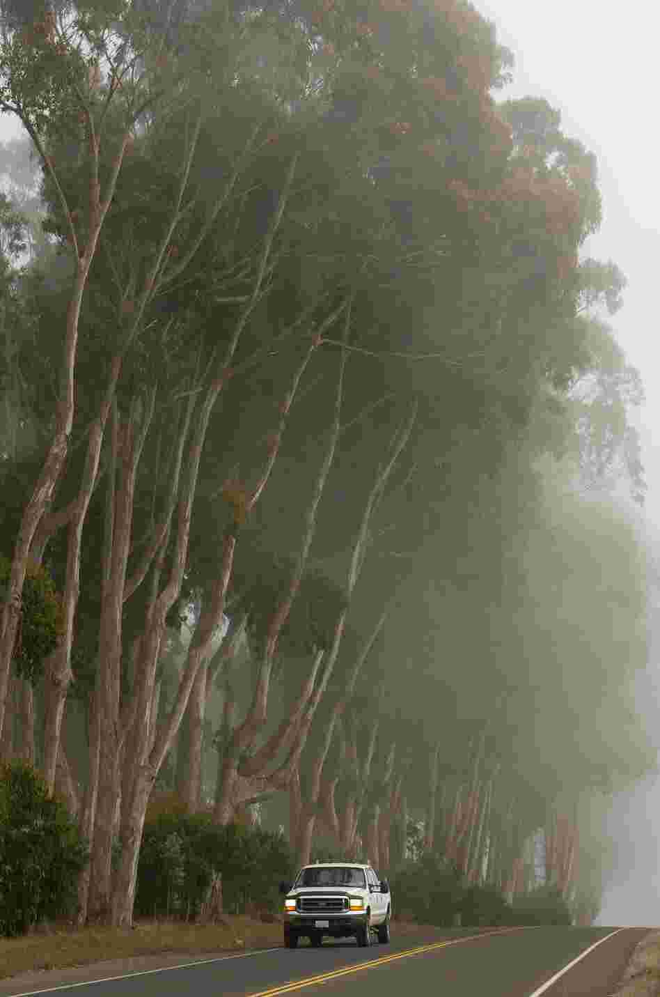 There are millions of killers loose in California, and eucalyptus trees are their victims. Entomologist Timothy Paine has been studying the insects killing California's menthol-scented trees for two decades — and he's noticed a suspicious pattern.