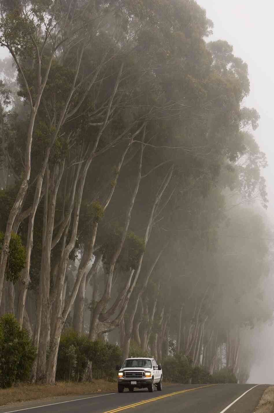 There are millions of killers loose in California, and eucalyptus trees are their victims. Entomologist Timothy Paine has been studying the insects killing California's menthol-scented trees for two decades — and he's noticed a suspicious pattern.