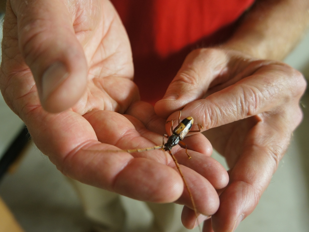 Entomologist Timothy Paine holds a longhorned borer. The borer was one of the early killers of California's eucalyptus trees.
