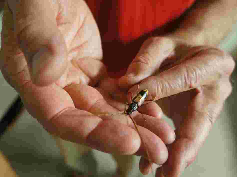 Entomologist Timothy Paine holds a longhorned borer. The borer was one of the early killers of California's eucalyptus trees.