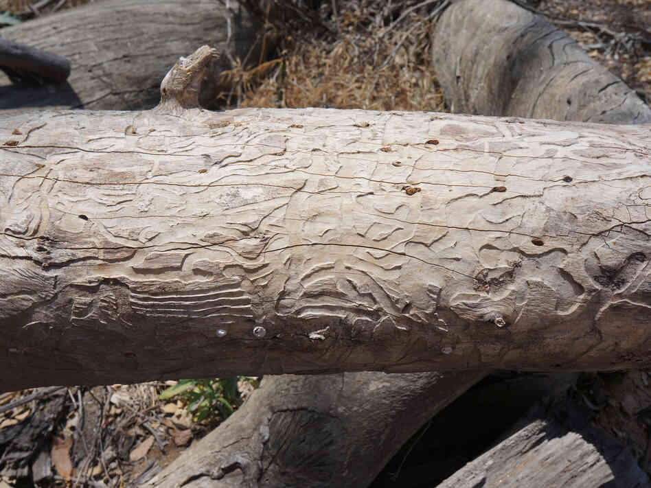 Timothy Paine points out a eucalyptus tree killed by an onslaught of longhorned borers. The beetles bore deep into the tree and feed on the wood.