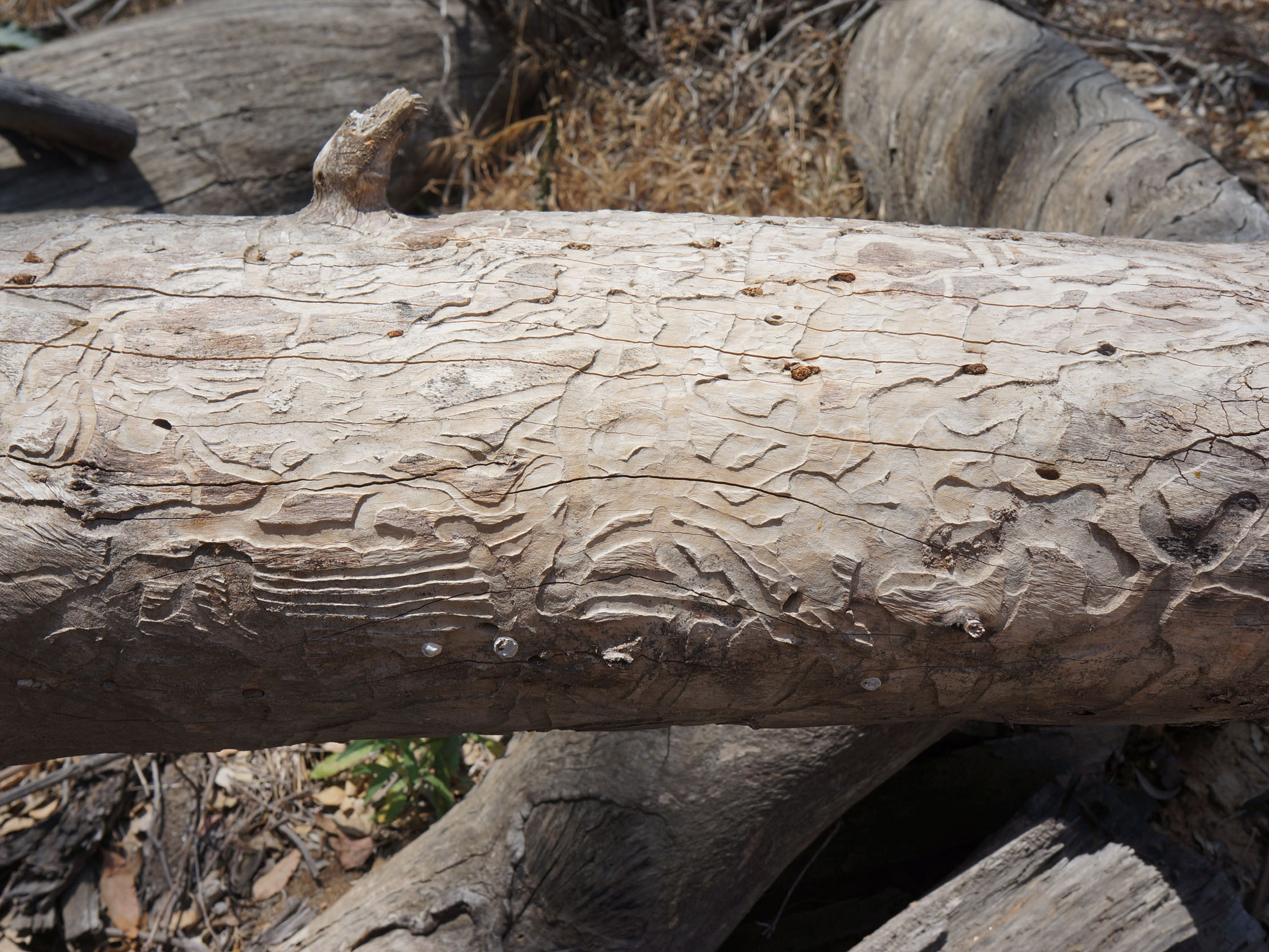 Timothy Paine points out a eucalyptus tree killed by an onslaught of longhorned borers. The beetles bore deep into the tree and feed on the wood.