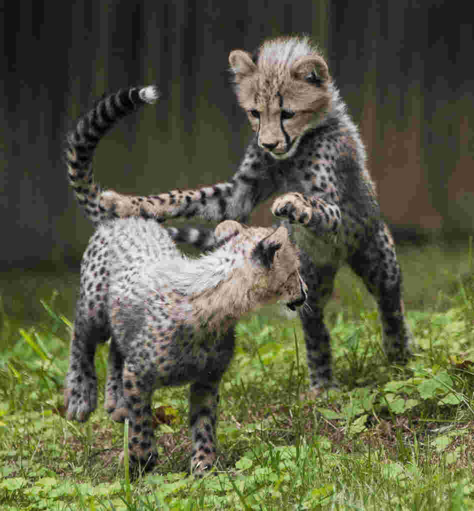 Three-month old cheetah cubs make their public debut at the Smithsonian National Zoo on Tuesday in Washington, DC.