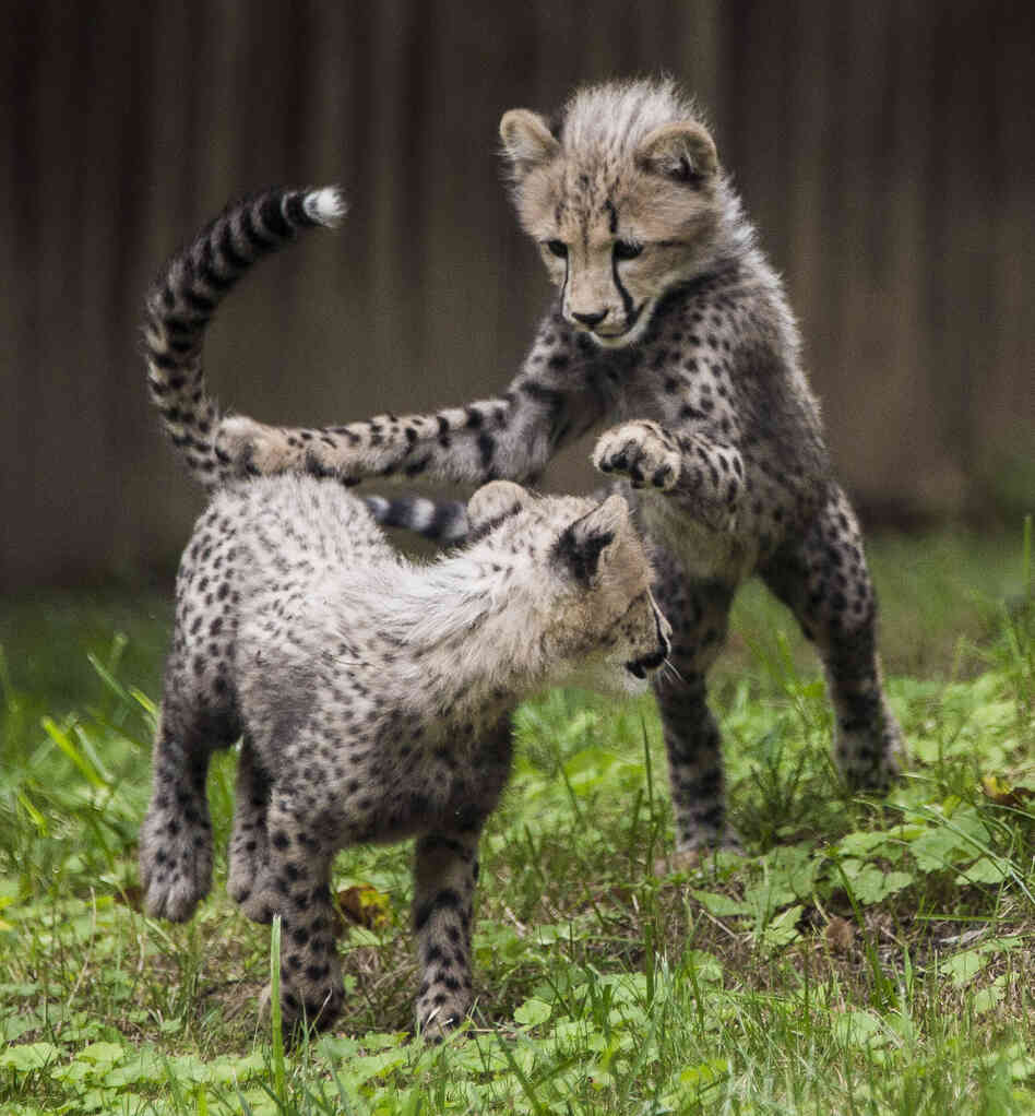 Three-month old cheetah cubs make their public debut at the Smithsonian National Zoo on Tuesday in Washington, DC.