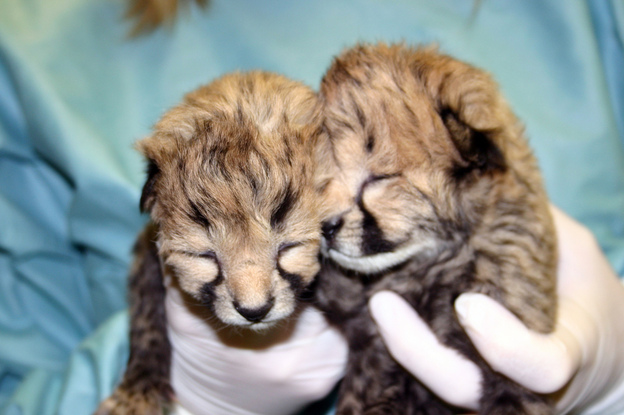The cheetah cubs at two days old.