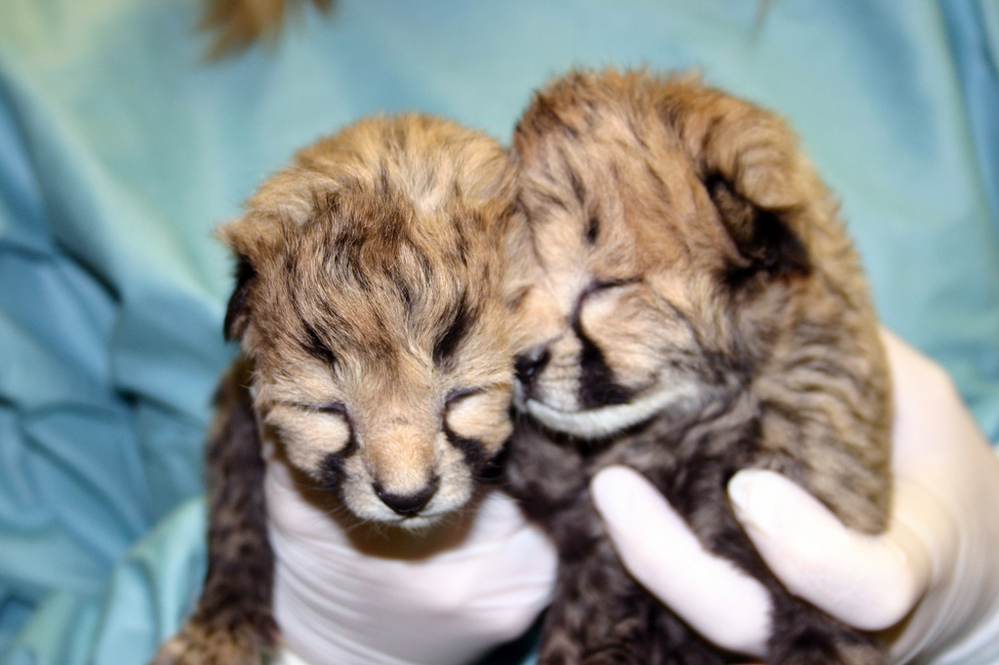 The cheetah cubs at two days old.
