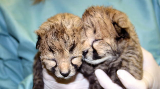 The cheetah cubs at two days old. (National Zoo)