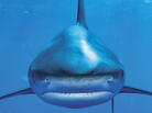 Demon Fish cover. Demon Fish cover.