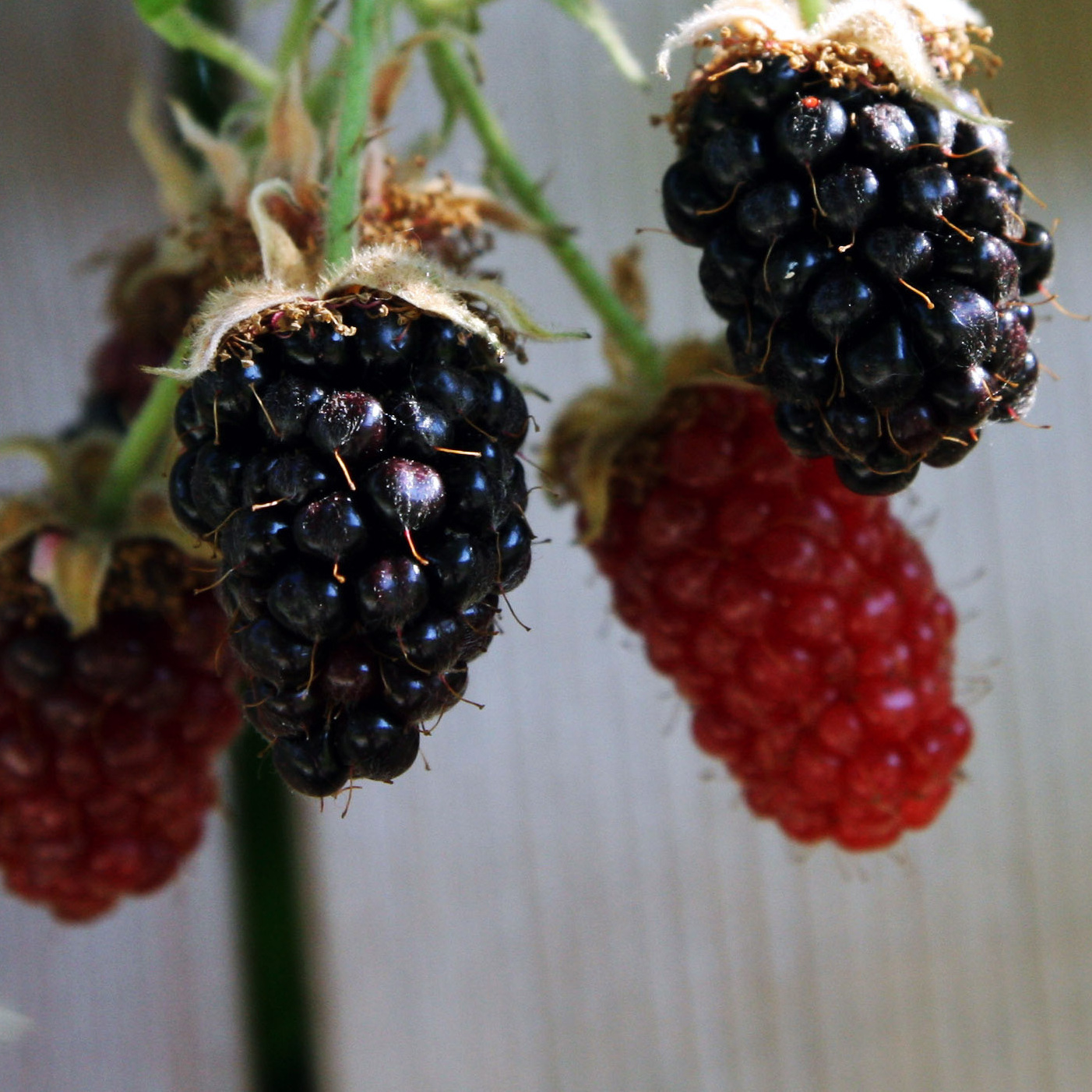 Blackberries on the vine