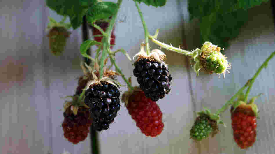 Blackberries on the vine Blackberries on the vine