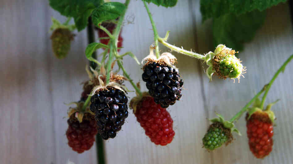 Blackberries on the vine Blackberries on the vine