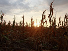 Corn plants dry in a drought-stricken farm field on July 17 near Fritchton, Ind. The corn and soybean belt in the middle of the nation is experiencing one of the worst droughts in more than five decades. Corn plants dry in a drought-stricken farm field on July 17 near Fritchton, Ind. The corn and soybean belt in the middle of the nation is experiencing one of the worst droughts in more than five decades.