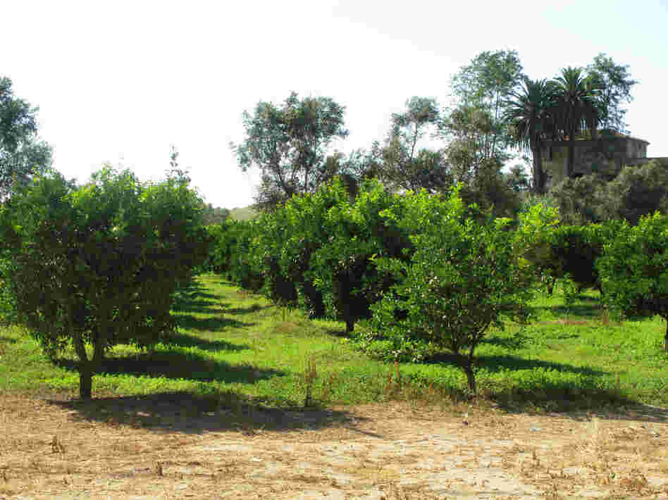 With its vast citrus groves, Calabria is a major stop for migratory workers in the country. With its vast citrus groves, Calabria is a major stop for migratory workers in the country.